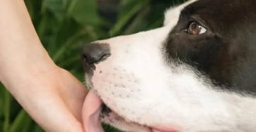 618078622 2044285226428229 8071585046070392595 n