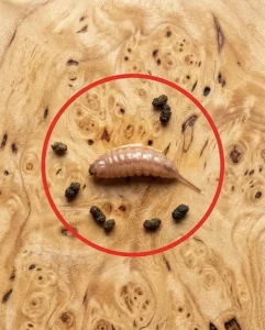 Je faisais cuire du boeuf hache et en le sortant de la poele jai remarque un objet etrange qui ne ressemblait pas a du boeuf.jpg