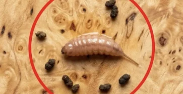Je faisais cuire du boeuf hache et en le sortant de la poele jai remarque un objet etrange qui ne ressemblait pas a du boeuf.jpg