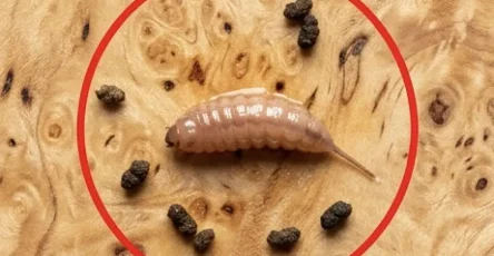 Je faisais cuire du boeuf hache et en le sortant de la poele jai remarque un objet etrange qui ne ressemblait pas a du boeuf.jpg