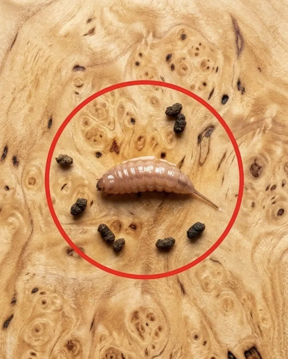 Je faisais cuire du boeuf hache et en le sortant de la poele jai remarque un objet etrange qui ne ressemblait pas a du boeuf.jpg