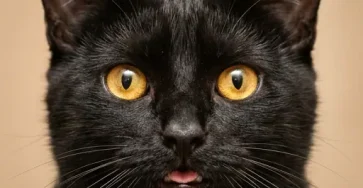 Voici pourquoi un chat quitte la maison et ne revient pas 7 raisons courantes 1.jpg