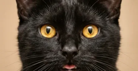 Voici pourquoi un chat quitte la maison et ne revient pas 7 raisons courantes 1.jpg