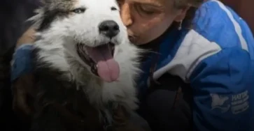 Etude 40 percent des personnes interrogees prefereraient sauver leur chien plutot quun inconnu.jpg