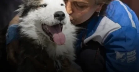 Etude 40 percent des personnes interrogees prefereraient sauver leur chien plutot quun inconnu.jpg
