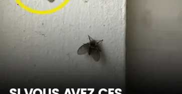 La mouche des toilettes qui apparait dans de nombreux foyers et les signes de sa presence.jpg