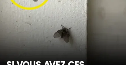 La mouche des toilettes qui apparait dans de nombreux foyers et les signes de sa presence.jpg