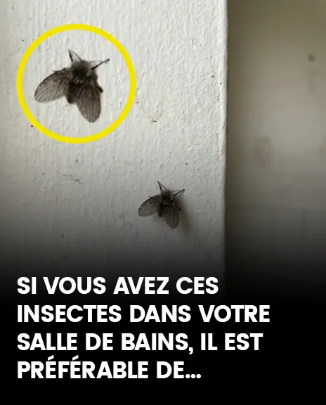 La mouche des toilettes qui apparait dans de nombreux foyers et les signes de sa presence.jpg