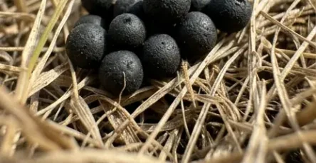Que faire si vous trouvez detranges boules noires dans votre jardin de quoi sagit il reellement.jpg
