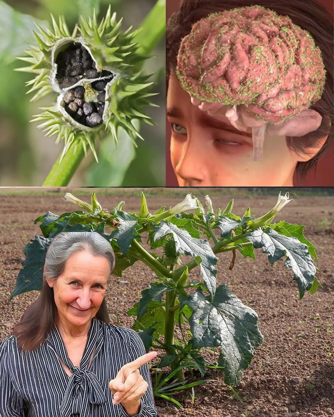 Connaissez vous la pomme epineuse 1.jpg