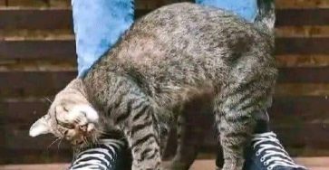Comportement mon chat se frotte se gratte contre moi que veut il dire
