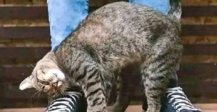 Comportement mon chat se frotte se gratte contre moi que veut il dire