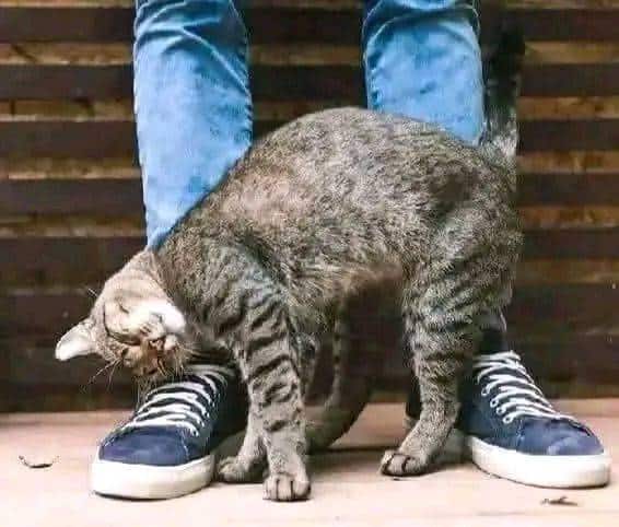 Comportement mon chat se frotte se gratte contre moi que veut il dire